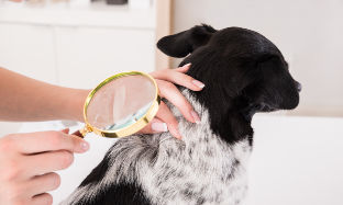 Dermatitis Atópica Canina